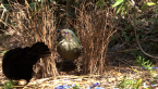 Satin Bowerbird Pair