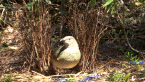 Female Satin Bowerbird