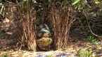Female Satin Bowerbird
