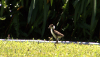 Masked Lapwing Chick
