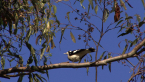Magpie-lark
