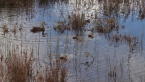 Pacific Black Duck and Ducklings