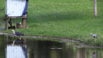 White-necked &amp; White-faced Herons