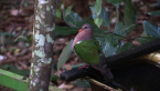 Brown-capped Emerald Dove