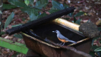 Black-faced Monarch