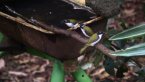 White-naped Honeyeaters