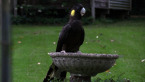 Yellow-tailed Black Cockatoo