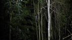 Towering Understorey