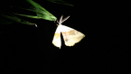 The Moth