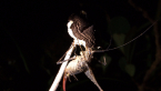 Cricket eating fungus