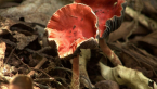 Redlead Roundhead