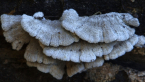 Split Gill Fungi