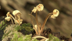 Luminescent Fungi