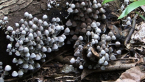 Fairy Inkcap