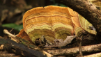 False Turkey-tail