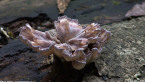 Fungus in Rainforest