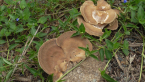 Unidentified Fungi