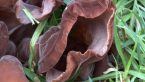 Jew's Ear