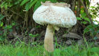 Agaric Fungus