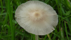 Roadside Fungus