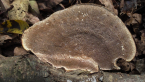 Bracket Fungus