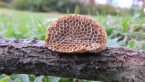 Hexagonia Species