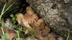 Inky Cap Fungi