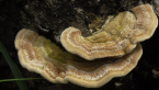 Unidentified