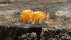 Jelly Fungus