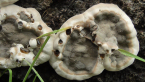 Wood-decaying Fungus