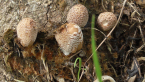 Inky Cap Fungi
