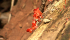 Rainforest Fungi