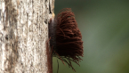 Slime Mould