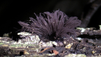 Slime Mould