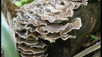 Turkey Tail