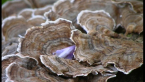 Turkey Tail