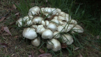 Tropical Fungi