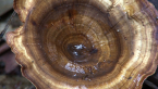 Spinning Top Fungus