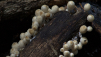 Fairy Inkcap