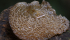Auriculariaceae