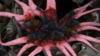 Anenome Stinkhorn