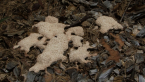Slime Mould