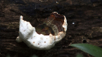 Polyporaceae