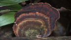Polyporaceae
