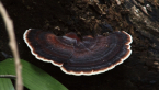Polyporaceae