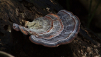 Polyporaceae