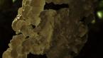 Polyporaceae