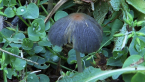 Coprinaceae