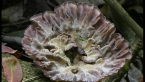 Leathery Goblet