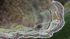 Bracket Fungus